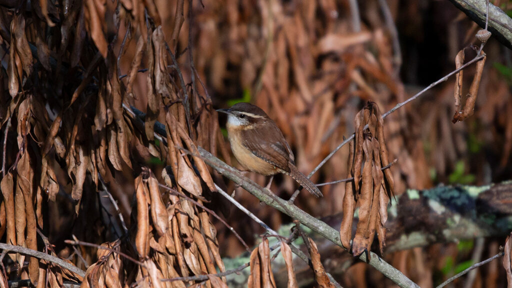 Carol the Carolina Wren perched on a small branch near dead leaves