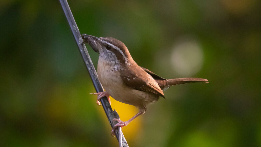 Carol the Carolina Wren perched on a utility line with a cricket in her beak