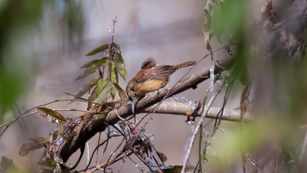 Carol the Carolina Wren sharpening her beak on a thin tree limb