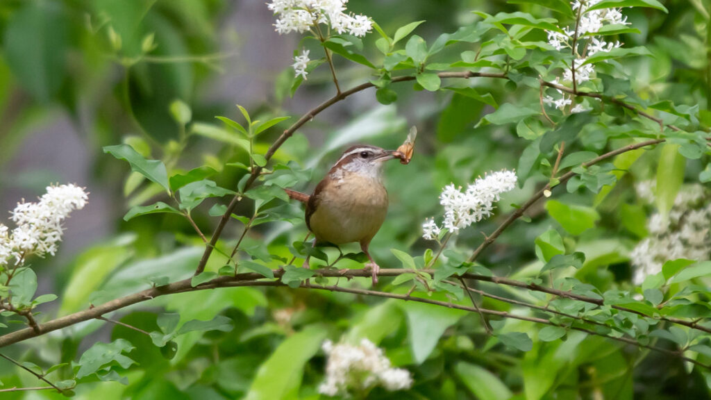 Carol the Carolina Wren with a cicada in her beak as she perches on a branch