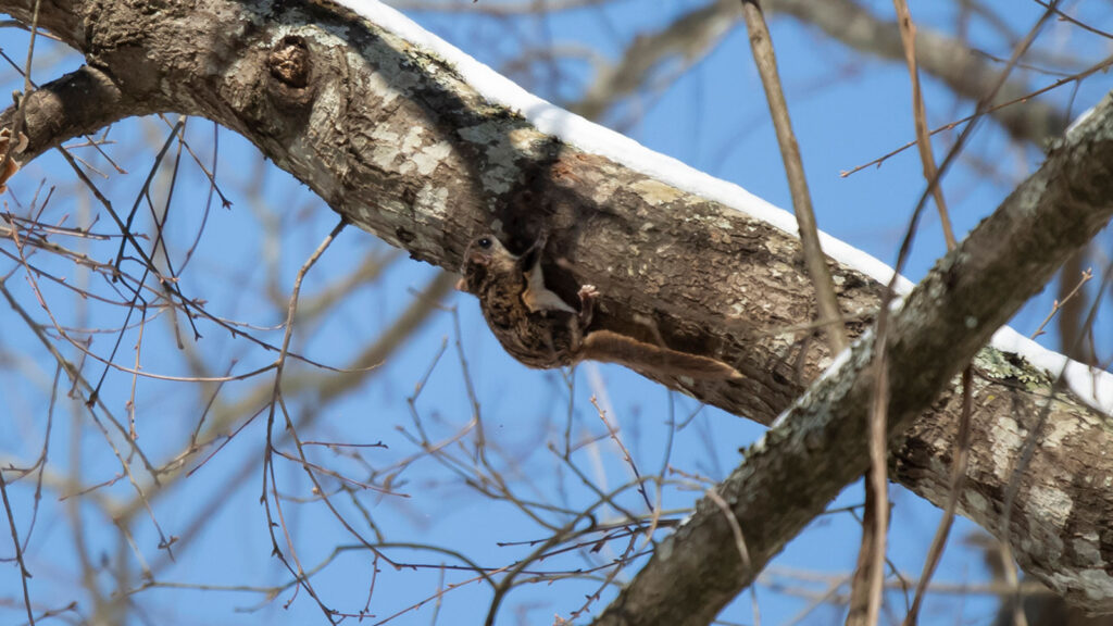 Bessie the Southern Flying Squirrel running along the side of a tree limb