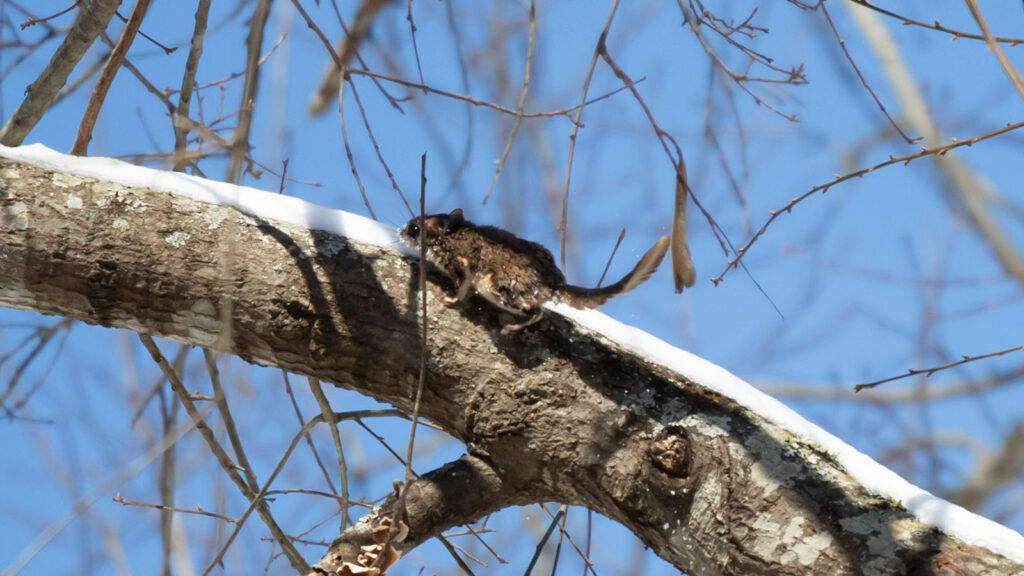 Bessie the Southern Flying Squirrel running along the top of a snow-covered tree limb