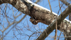 Bessie the Southern Flying Squirrel clings to the bottom of a tree limb as she sniffs for danger