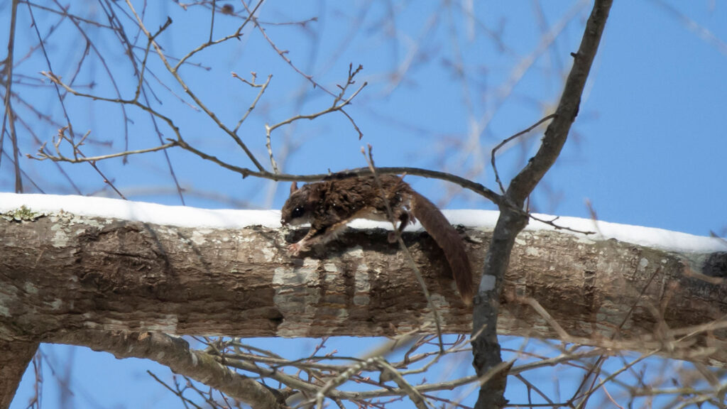 Bessie the Southern Flying Squirrel leaping as she runs along a tree limb